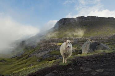 Schafe auf der Wiese - JOHF04351