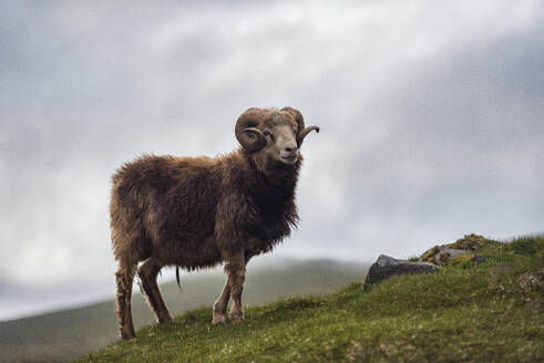 Schafe auf der Wiese - JOHF04353