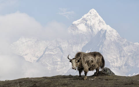 Yak, Sagarmatha-Nationalpark, Everest-Basislager-Trek, Nepal, lizenzfreies Stockfoto