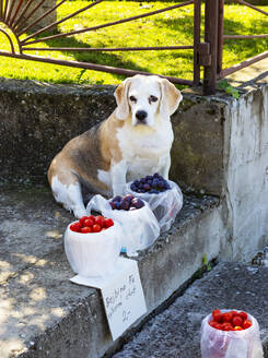 Slowakei, Bezirk Nove Mesto nad Vahom, Beckov, Hund bewacht frisches Obst, das im Freien verkauft wird - WWF05320