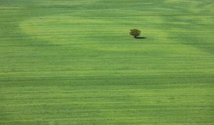 Slowakei, Ducove, Luftaufnahme eines einsamen Baumes in einem weiten, grünen Landschaftsfeld - WWF05332