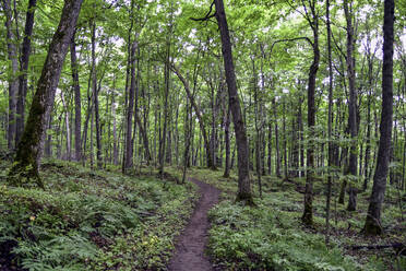 Wandern in Nord-Michigan im schönen Wald - CAVF65144