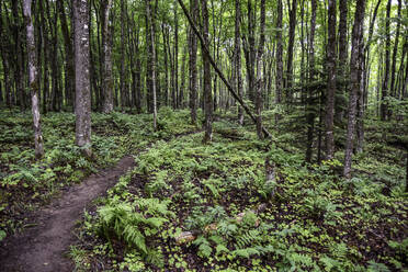 Wandern im Wald in Nord-Michigan - CAVF65146