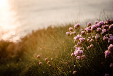 Blumen bei Sonnenuntergang Cornish Coastline - CAVF65156