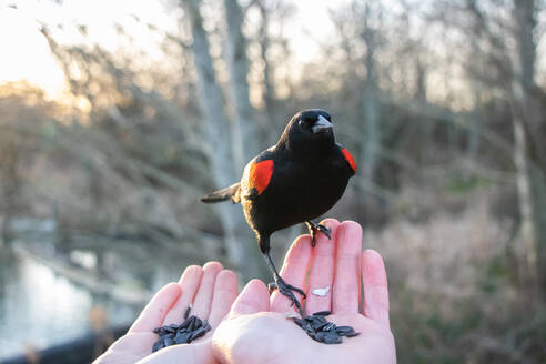 Amsel sitzt auf den Händen von Mann und Frau gegen kahle Bäume - CAVF65162