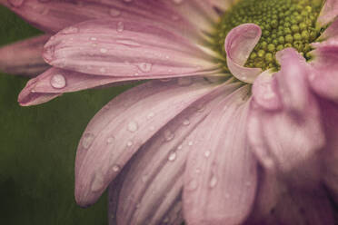 Macro purple flower with water drops curly petals and green center - CAVF65165