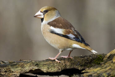 Kernbeißer (Coccothraustes coccothraustes) auf einem Ast - CAVF65208