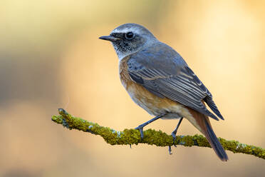 Rotkehlchen (Phoenicurus phoenicurus), auf einem Zweig sitzend, vor einem einheitlichen Hintergrund - CAVF65210