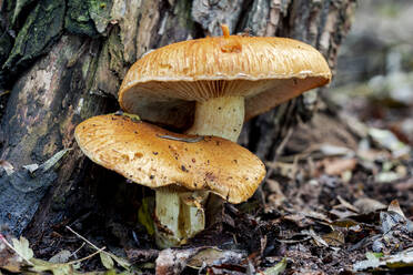 Oranger Pilz, Gymnopilus spectabilis, der auf einem Baumstamm wächst - CAVF65234