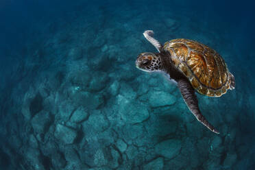 Close-up of sea turtles swimming underwater - CAVF65257