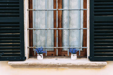 Zwei Töpfe mit blauen Blüten auf einer Fensterbank im Freien - GEMF03207