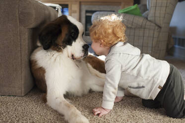Glückliches Kleinkind nähert sich dem Gesicht eines großen Hundes auf dem Boden zu Hause - CAVF65324
