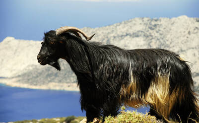 Beautiful black goat in the hills of dazzling Amorgos Island - CAVF65409