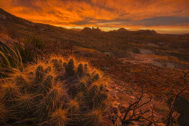 Orange sky at sunrise with cactus and rock formations in desert - CAVF65432