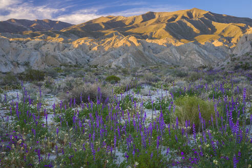 Wildblumen in Anza-Borrego - CAVF65444