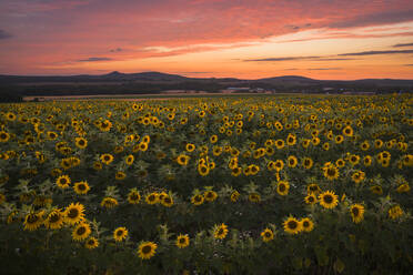 Dramatischer Himmel bei Sonnenuntergang über einem Sonnenblumenfeld in Maine - CAVF65446