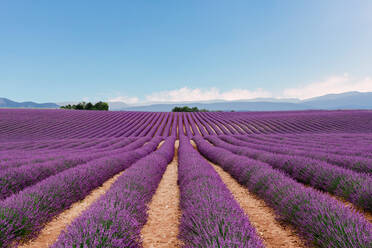 Lavender fields in the summer - CAVF65521
