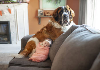 Neugeborenes kleines Mädchen kuschelt mit großem Hund zu Hause auf der Couch - CAVF65566