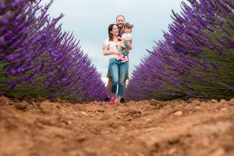 Happy family walking among lavender fields in the summer stock photo
