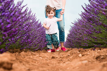 Little toddler girl walking among lavender fields in the summer - CAVF65577