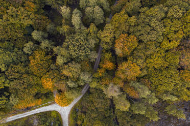 Austria, Lower Austria, Aerial view of junction of gravel road in autumn forest - HMEF00623