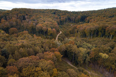 Österreich, Niederösterreich, Luftaufnahme einer kurvenreichen Schotterstraße durch einen ausgedehnten Herbstwald - HMEF00624