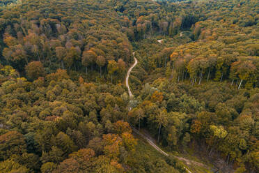 Österreich, Niederösterreich, Luftaufnahme einer kurvenreichen Schotterstraße durch einen ausgedehnten Herbstwald - HMEF00625