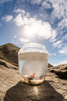 Schöne Muscheln in einem klaren Eimer in Neuseeland - CAVF65623