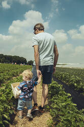 Father and son picking strawberries in strawberry plantation - MFF04899