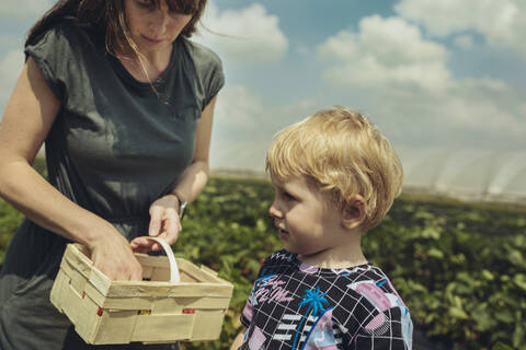 Mutter und Sohn pflücken Erdbeeren in einer Erdbeerplantage, lizenzfreies Stockfoto