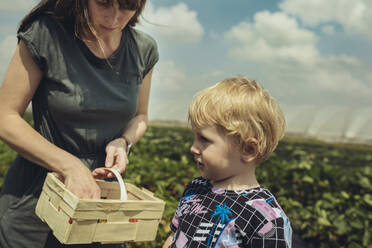 Mother and son picking strawberries in strawberry plantation - MFF04902