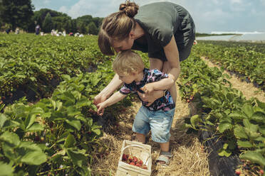 Mother and son picking strawberries in strawberry plantation - MFF04903