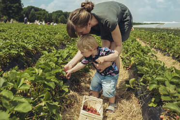 Mutter und Sohn pflücken Erdbeeren in einer Erdbeerplantage - MFF04903