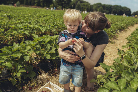 Mutter und Sohn pflücken Erdbeeren in einer Erdbeerplantage, lizenzfreies Stockfoto