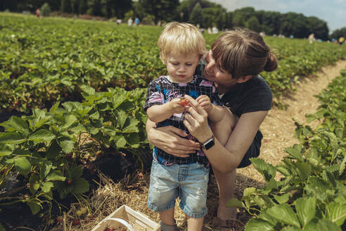 Mutter und Sohn pflücken Erdbeeren in einer Erdbeerplantage - MFF04904