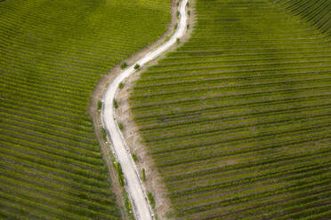 Italien, Friaul-Julisch Venetien, Brazzano, Luftaufnahme einer kurvenreichen Landstraße über einen großen grünen Weinberg - MAUF02975