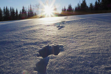 Germany, Bavaria, Sun setting over hare tracks in thick snow - HUSF00082
