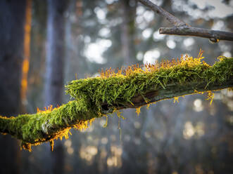 Germany, Bavaria, Close-up of moss-covered branch - HUSF00094