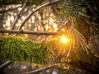 Germany, Bavaria, Close-up of moss-covered branch at sunset - HUSF00095