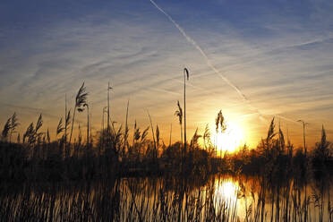 Deutschland, Bayern, Silhouetten von Schilf in einem Teich bei Sonnenuntergang - HUSF00096