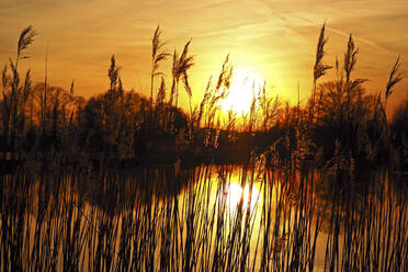 Deutschland, Bayern, Silhouetten von Schilf in einem Teich bei Sonnenuntergang - HUSF00097