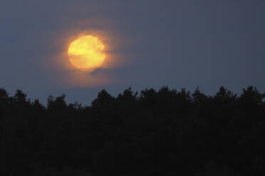 Deutschland, Bayern, Gelber Mond, der über Silhouetten von Waldbäumen in der Nacht aufgeht - HUSF00102