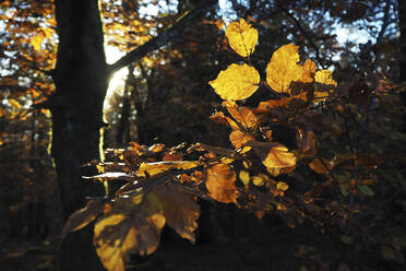 Deutschland, Bayern, Sonnenbeschienenes Laub im Herbstwald - HUSF00103