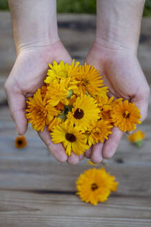 Bayern, Deutschland, Hände einer Frau, die einen Strauß Köpfe blühender Ringelblumen (Calendula officinalis) hält - LBF02745