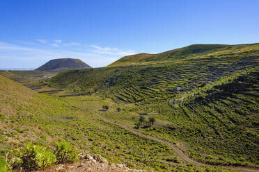 Spanien, Kanarische Inseln, Guinate, Schotterstraße durch grünes Tal mit terrassierten Feldern - SIEF09167