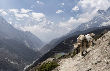 Verpacktes Yak, Solo Khumbu, Nepal - ALRF01568