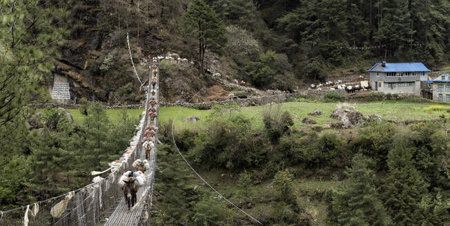 Esel mit Proviant auf der Hängebrücke von Phakding, Solo Khumbu, Nepal - ALRF01576