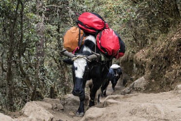 Packende Rinder mit Gepäck, Solo Khumbu, Nepal - ALRF01582