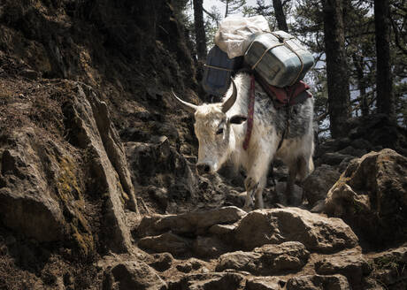 Rinder, die Kanister tragen, Solo Khumbu, Nepal - ALRF01598