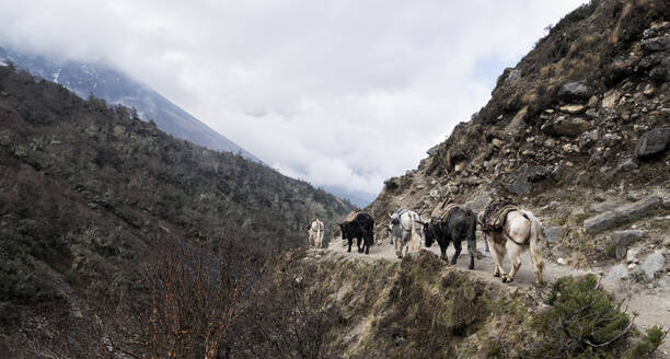 Rindertransporte in der Nähe von Pangboche, Himalaya, Solo Khumbu, Nepal - ALRF01599